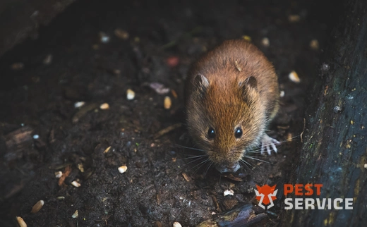 Дератизация в Долгопрудном
